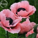Rare Beautiful Perennial Pink Poppy Flowers with black eyes, 100 Seeds