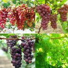 Rare Mixed Sweet Seedless Grape Fruits, 15 seeds