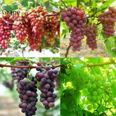 Rare Mixed Sweet Seedless Grape Fruits, 15 seeds