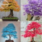 Rare Colorful Bonsai Japanese Maple Tree Seeds, 20 Seeds