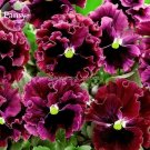Rare Wavy Purple Black Pansy Flowers, 20 Seeds