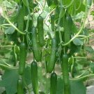 Rare Heirloom Fruits Cucumber Vegetables, 20 Seeds