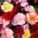 Rare Mixed Colorful Caryophyllus Carnation Flowers, 50 Seeds
