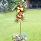 Rare Apple Tree Seeds Garden Yard Outdoor Living Fruit Plant, 10 Seeds
