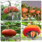 Rare China Happiness Ornamental Pumpkin Hybrid Seeds, Professional Pack, 10 Seeds