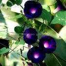 Rare Dark Blue Morning Glory with bright eyes Climbing Flowers, 30 Seeds