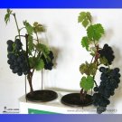 Rare Super Black Grape 'Hei Fei' Organic Seeds, Professional Pack, 15 Seeds
