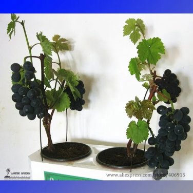 Rare Super Black Grape 'Hei Fei' Organic Seeds, Professional Pack, 15 Seeds
