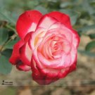 Rare Red Yellow Rose Shrub Seeds, Professional Pack, 50 Seeds