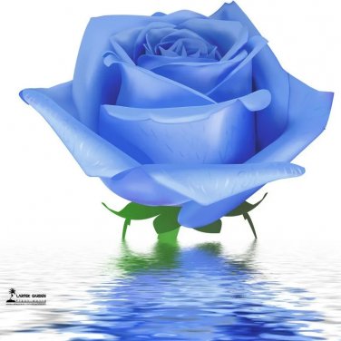 Rare Water Blue Rose Seeds, Professional Pack, 50 Seeds