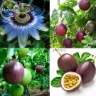 Rare Purple Passiflora Edulis Germination Passion Fruits, 30 Seeds