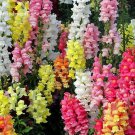 Rare Colorful Snapdragon Flower Mixed Antirrhinum Majus, 50 Seeds