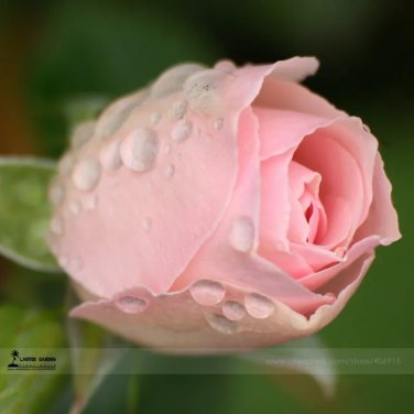 Rare Minature Light Pink Rose Seeds, Professional Pack, 50 Seeds