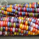 Rare Heirloom Colorful Hybrid Corn, 20 Seeds, healthy and nutritious fresh
