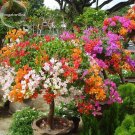 Rare Mix-color Bougainvillea Santa Rita Bonsai Flowers, 50 Seeds