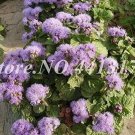 Rare Agastache Rugosa 100 Seeds, Blue Flowers