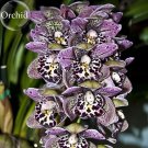 Rare Beautiful Butterfly Orchid Flowers, 100 Seeds, fragrant attract the butterfly light up garden