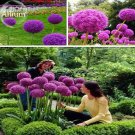 Rare Herilloom Allium Giganteum Giant Onion with Purple Flowers, 20 Seeds