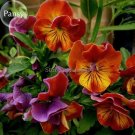Rare Heirloom Beautiful Orange Pansy, 30 Seeds