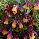 Rare 'lantern' Brown Orange Aquilegia Columbine Garden Perennial Flowers, 50 Seeds