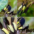 Rare Black 'duck tongue' Orchid Flower Perennial, 100 Seeds