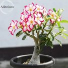Rare Pink White Desert Rose Adenium, 2 Seeds, single petal bonsai
