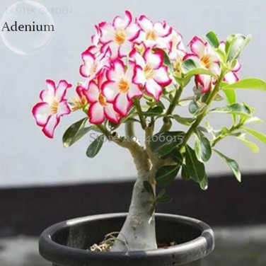 Rare Pink White Desert Rose Adenium, 2 Seeds, single petal bonsai
