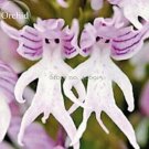 Rare Human Face Orchid Perennial Plant Flowers, 100 Seeds