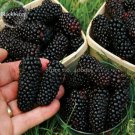 Rare 100% Natural DarK Black Mulberry, 50 Seeds, nutritious healthy delicious