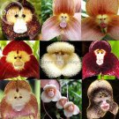 Rare Monkey Face Orchid Flower, 50 Seeds, flower type peculiar beautiful light up