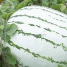 Rare Green White Big Sweet Watermelon, 10 Seeds