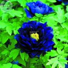 Rare BELLFARM Blue Peony Seeds, 5 Seeds, rare ornamental new dark blue
