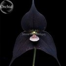 Rare Black Monkey Face Orchid Perennial Plants, 100 Seeds
