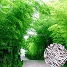 Rare Anhui Dabie Mountain Moso Bamboo, 30 seeds