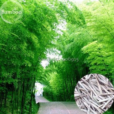 Rare Anhui Dabie Mountain Moso Bamboo, 30 seeds