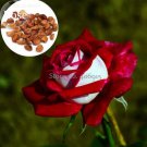 Rare Red White Rose Flower Tree, 50 Seeds
