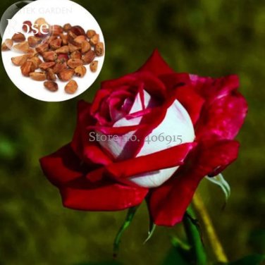 Rare Red White Rose Flower Tree, 50 Seeds