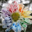Rare Rainbow Chrysanthemum Flower Indoor Garden, 100 Seeds