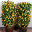 Rare Bonsai Ornamental Sweet Orange Fruit Tree, 20 Seeds
