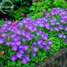Rare Purple Campanula Groundcover Plants for flower bed, 50 Seeds