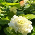 Rare 100 PCS Jasmine Seeds 'Grand Duke of Tuscany' White Fragrant Double Flowers