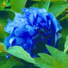 Rare 'Lanxing' Blue Silky Wavy Peony Flower Seeds, 5 Seeds