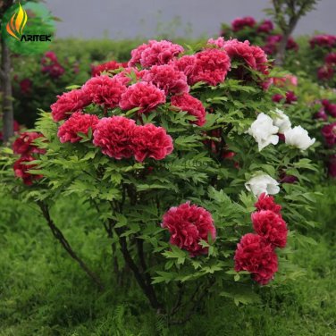 Rare 'Hot Fire' Red Wrinkled Peony Tree Seeds, 5 Seeds, Professional Pack