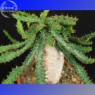Rare Euphorbia squarrosa Seeds, Professional Pack, 1 Seed