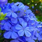 Rare Compact Single-petal Geranium Seeds, Sky Blue