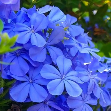 Rare Compact Single-petal Geranium Seeds, Sky Blue