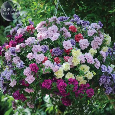 Rare 'Mudan' Hanging Mixed Double Petunia Hybrid Seeds, 200 seeds,