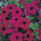 Rare 'Zixia' Hanging Purple Petunia Hybrid Seeds, 200 seeds, professional pack