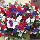 Rare 'Fengguang' Hanging Petunia Hybrid Seeds, 200 seeds
