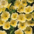 Rare 'Sunrise Cascading Trails' Yellow Petunia Hybrid Seeds, 200 seeds